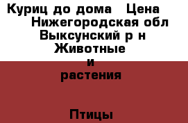 Куриц до дома › Цена ­ 350 - Нижегородская обл., Выксунский р-н Животные и растения » Птицы   